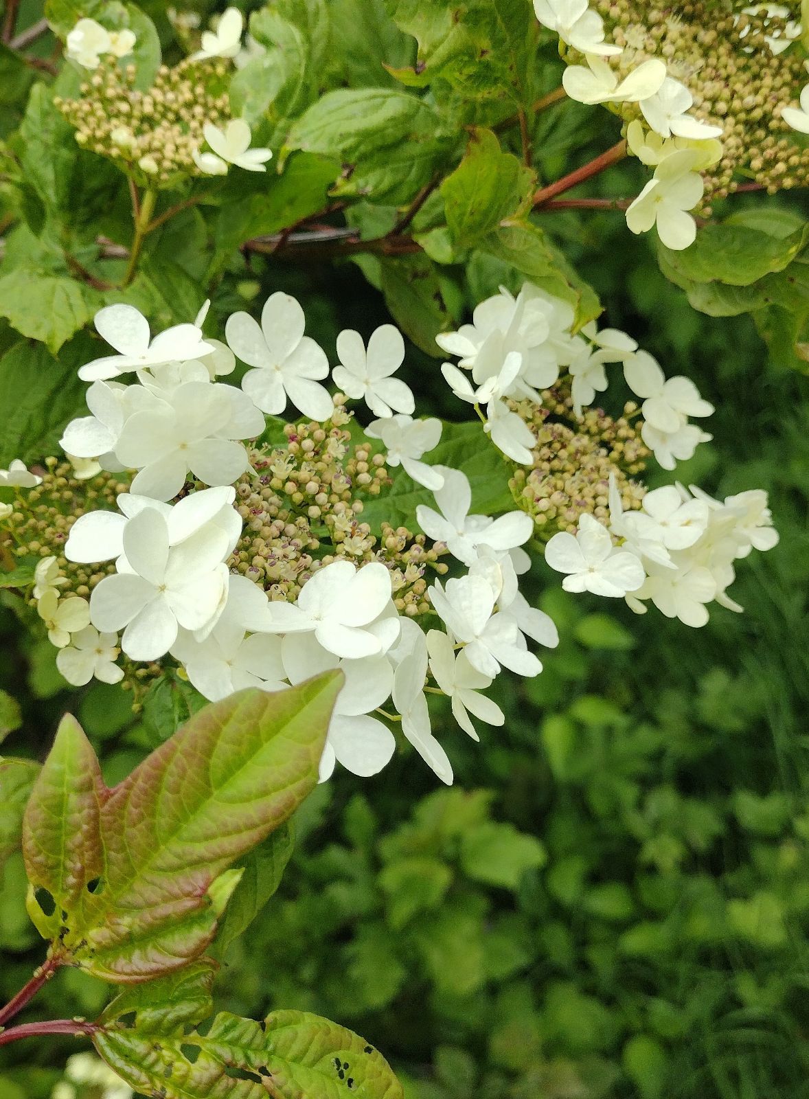 Golden Viburnum Aureum (Viburnum opulus) - Ladybird Nursery