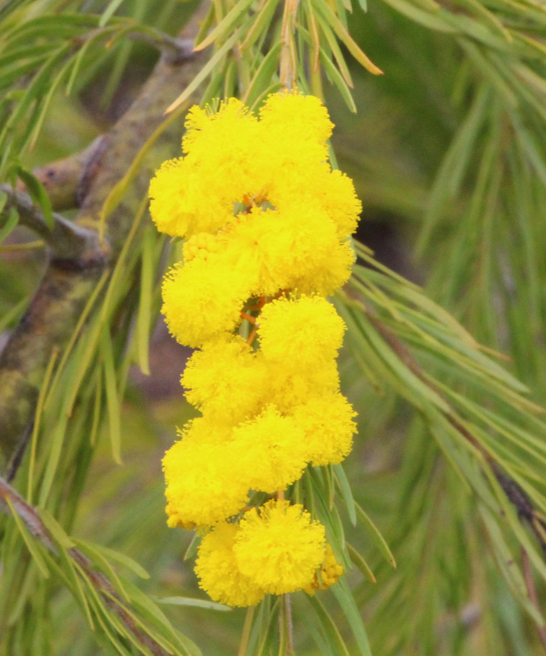 Golden Wreath Wattle Springtime Cascade (Acacia saligna)