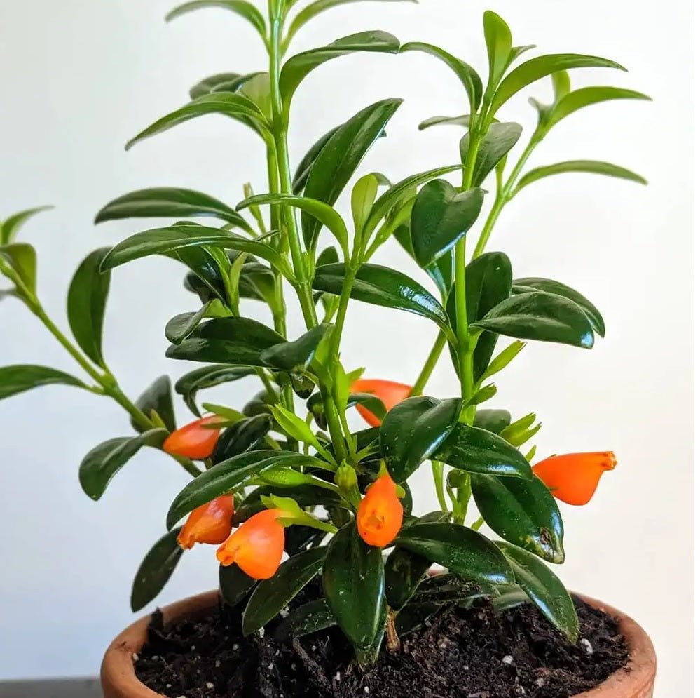 Goldfish Plant (Nematanthus gregarius) - Ladybird Nursery