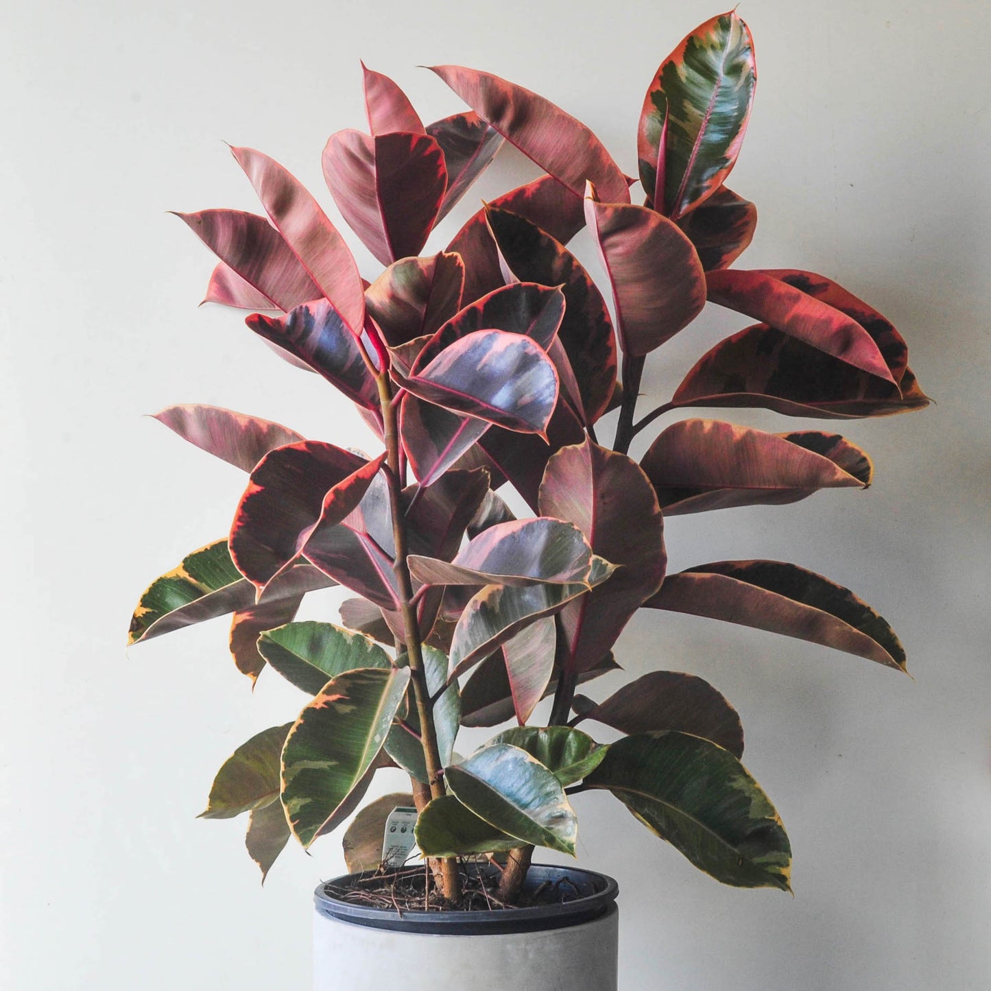 Ficus Ruby Rubber Plant (Ficus elastica)