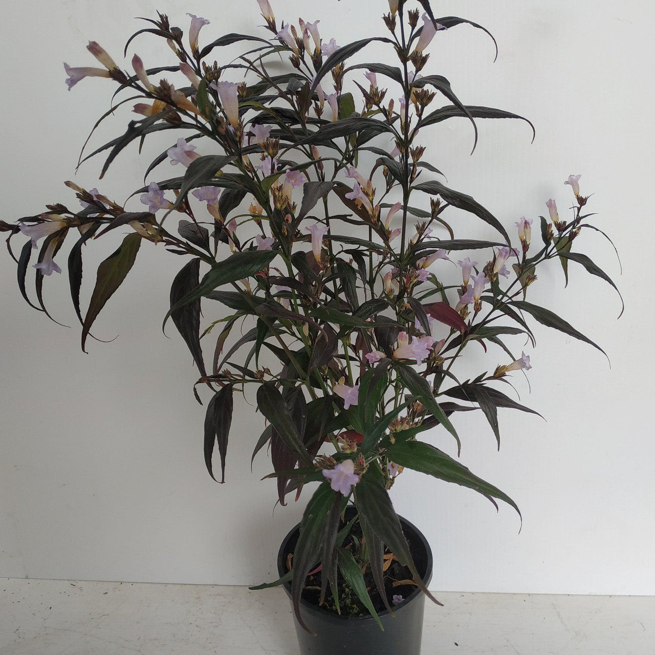 Goldfussia (Strobilanthes anisophyllus)