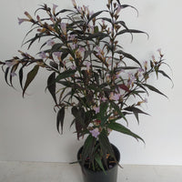 Goldfussia (Strobilanthes anisophyllus)