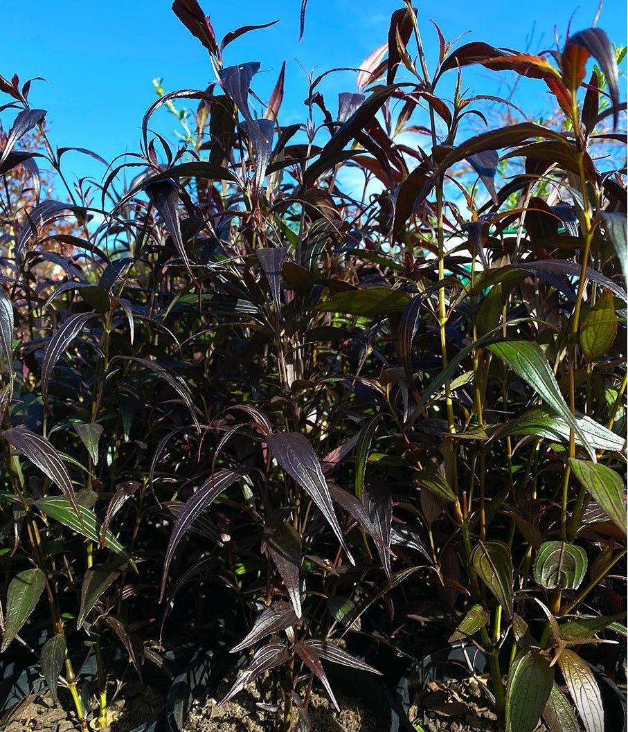 Goldfussia Chameleon (Strobilanthes anisophyllus) - Ladybird Nursery