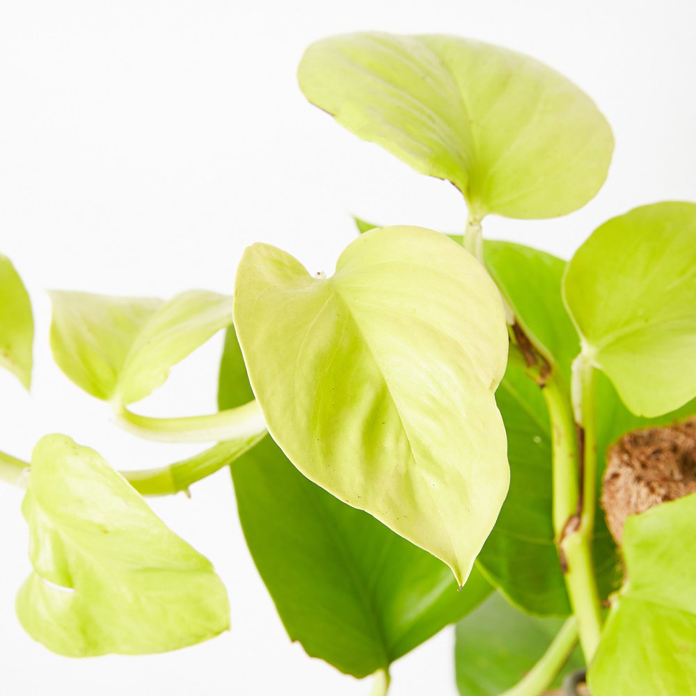 Pothos 'Goldilocks' (Epipremnum aureum)