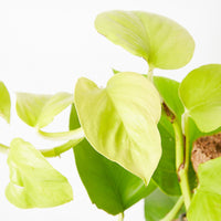 Pothos 'Goldilocks' (Epipremnum aureum)
