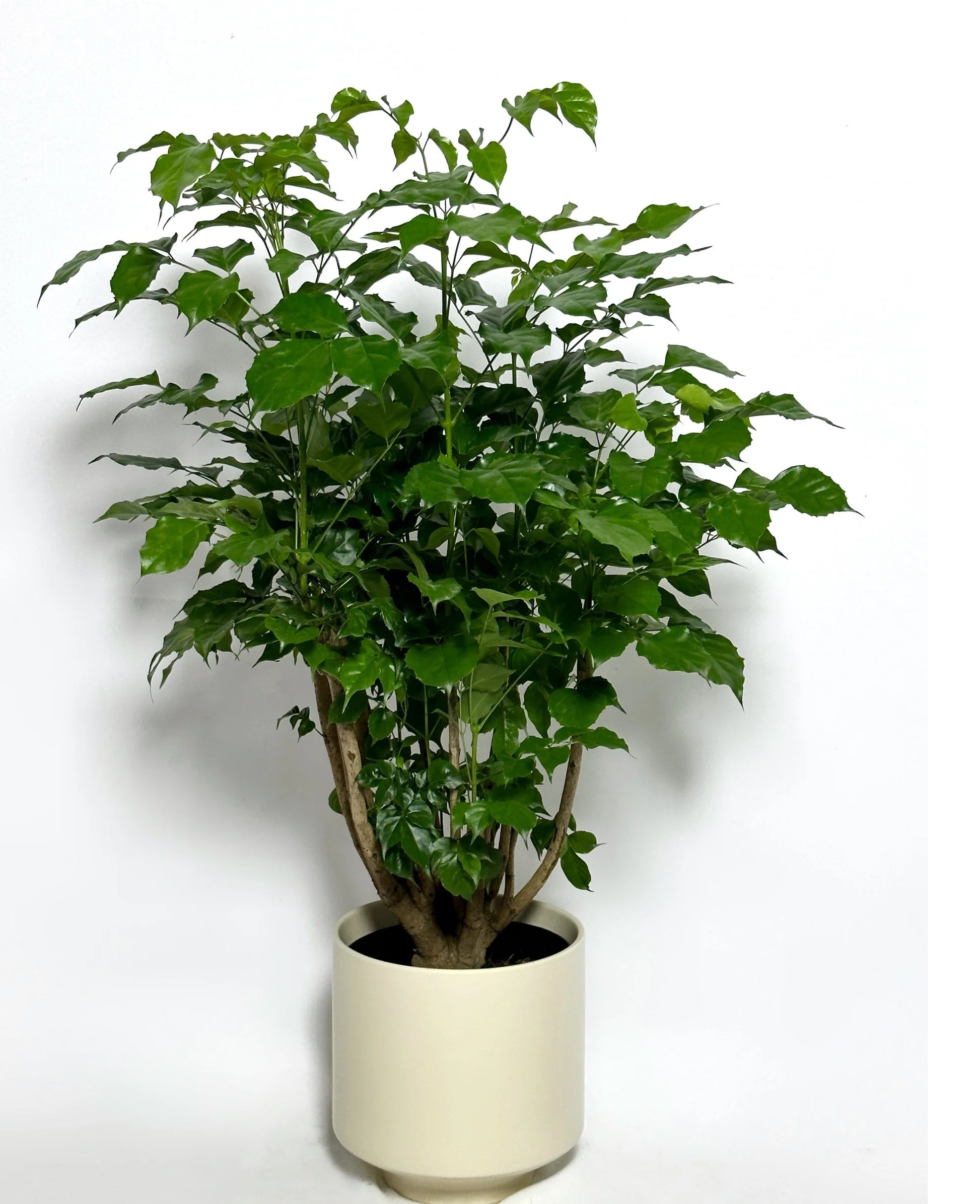 Goldilocks (Radermachera hainanensis)