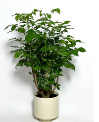 Goldilocks (Radermachera hainanensis)