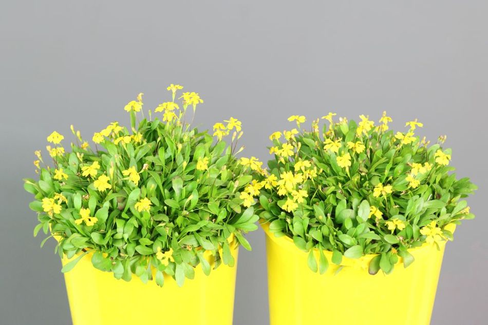 Goodenia Mallee Bonza