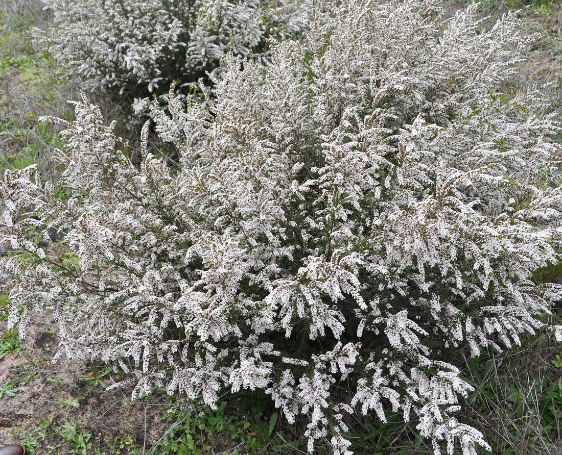 Grampians Thryptomene (Thryptomene saxicola) - Ladybird Nursery