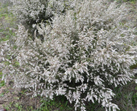 Grampians Thryptomene (Thryptomene saxicola) - Ladybird Nursery