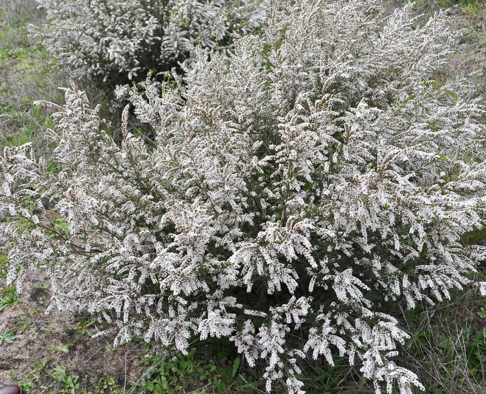 Grampians Thryptomene (Thryptomene saxicola) - Ladybird Nursery