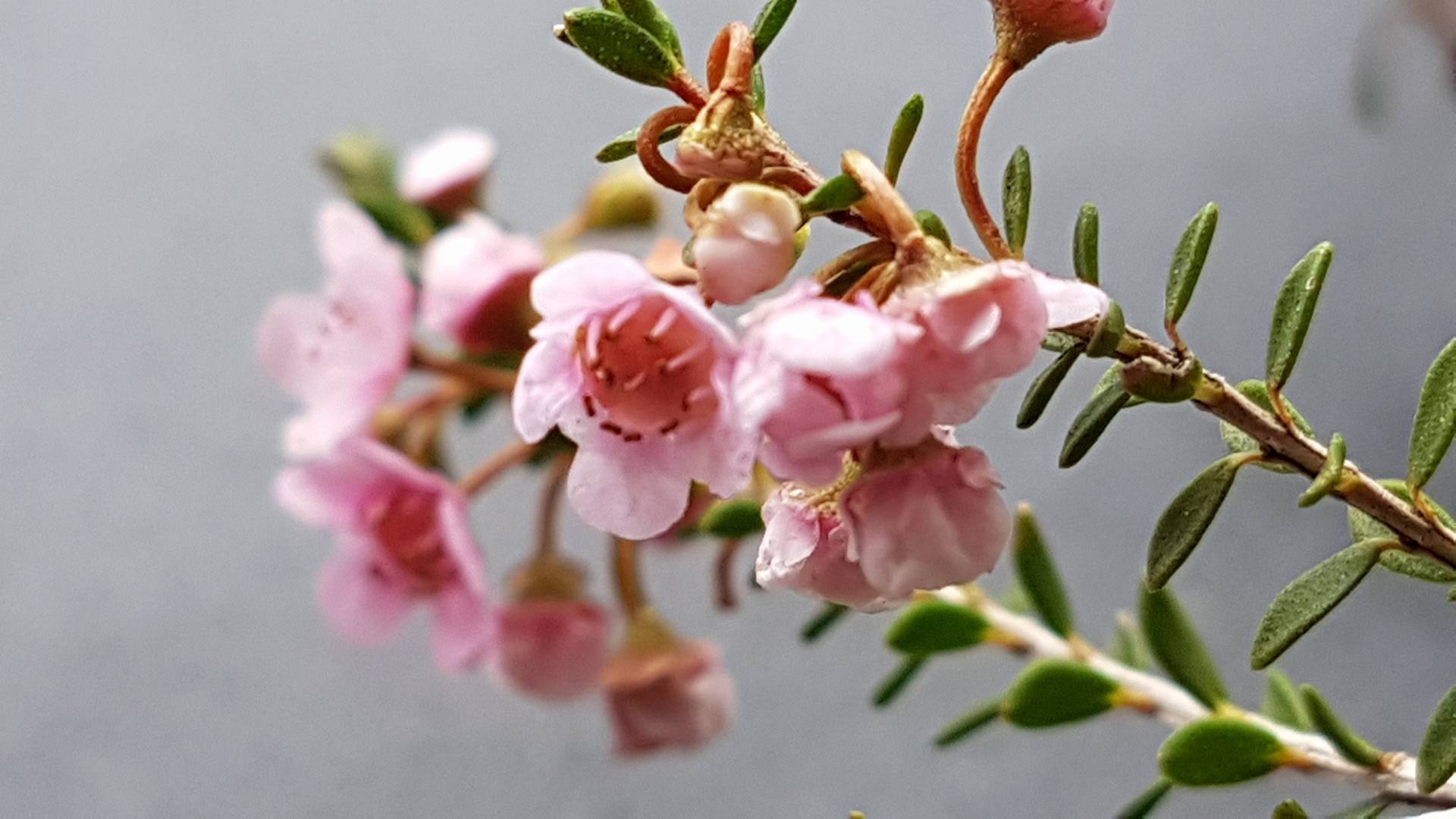 Grampians Thryptomene F.C. Payne (Thryptomene saxicola)