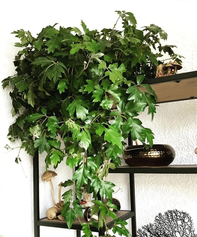 Grape Ivy (Cissus rhombifolia)