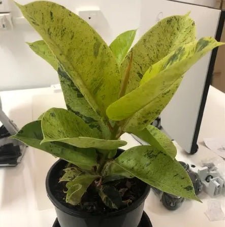 Ficus Shivereana Rubber Plant (Ficus elastica) - Ladybird Nursery