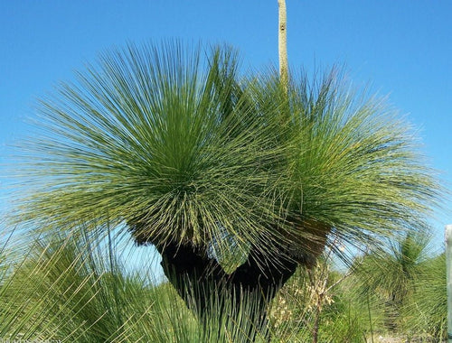 Grass Tree seed grown (Xanthorrhoea glauca) - Ladybird Nursery