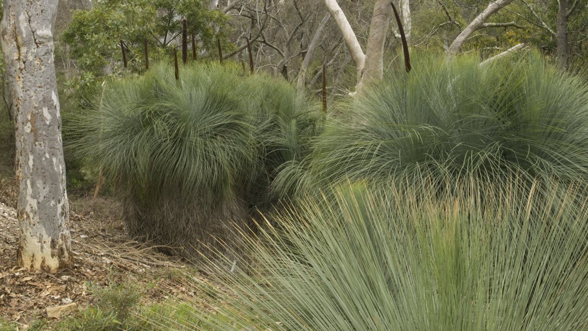 Grass Tree seed grown (Xanthorrhoea latifolia)