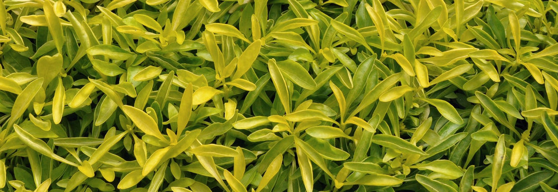 Green and Gold Alternanthera (Alternanthera) - Ladybird Nursery