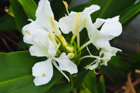 Green Ginger Lily (Hedychium greenii)