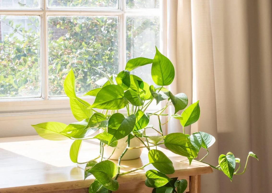 Green Gold Pothos - Devils Ivy (Epipremnum aureum)