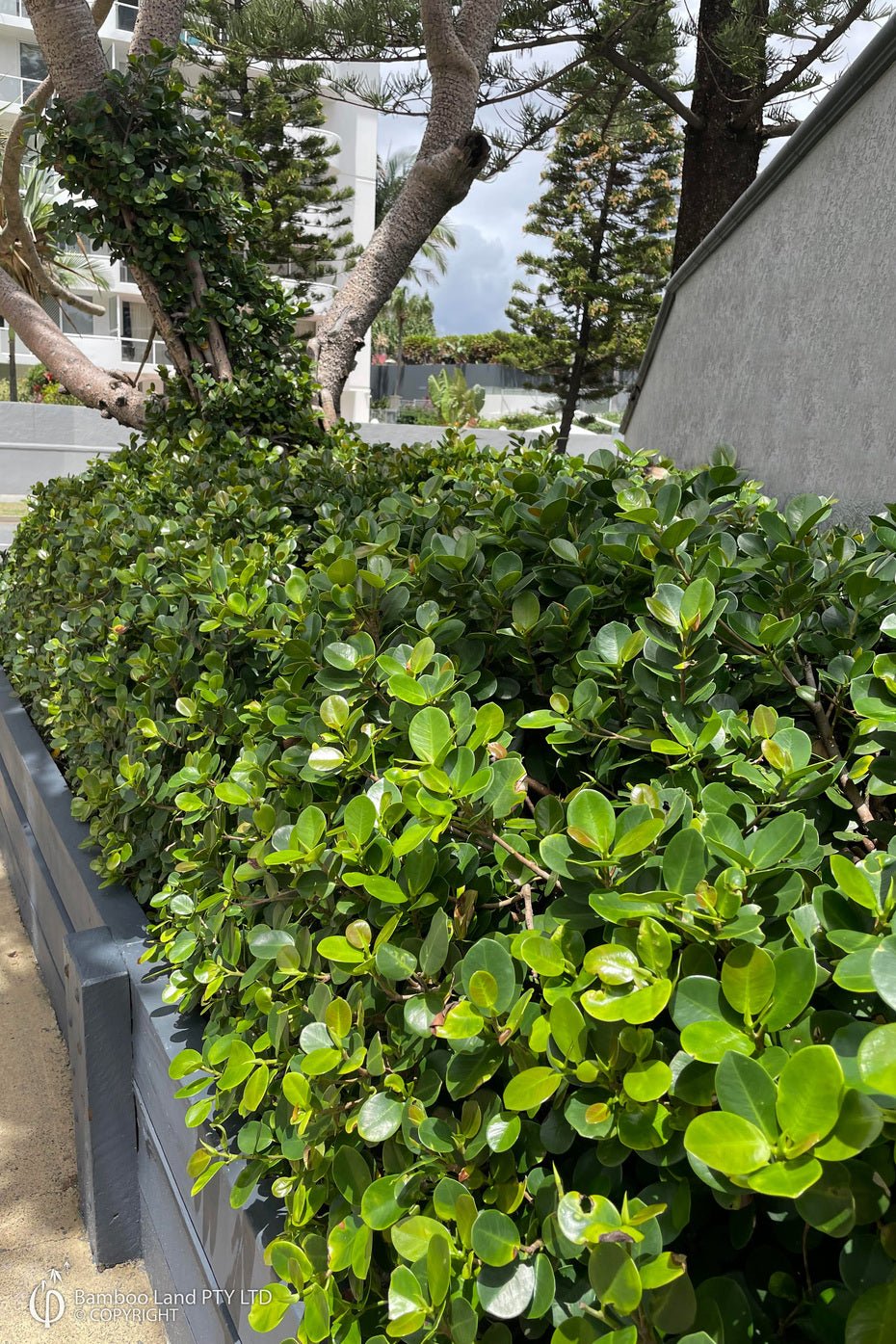 Green Island Fig (Ficus microcarpa) - Ladybird Nursery