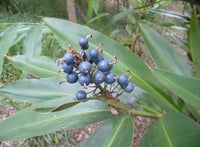 Green Native Ginger (Alpinia caerulea)