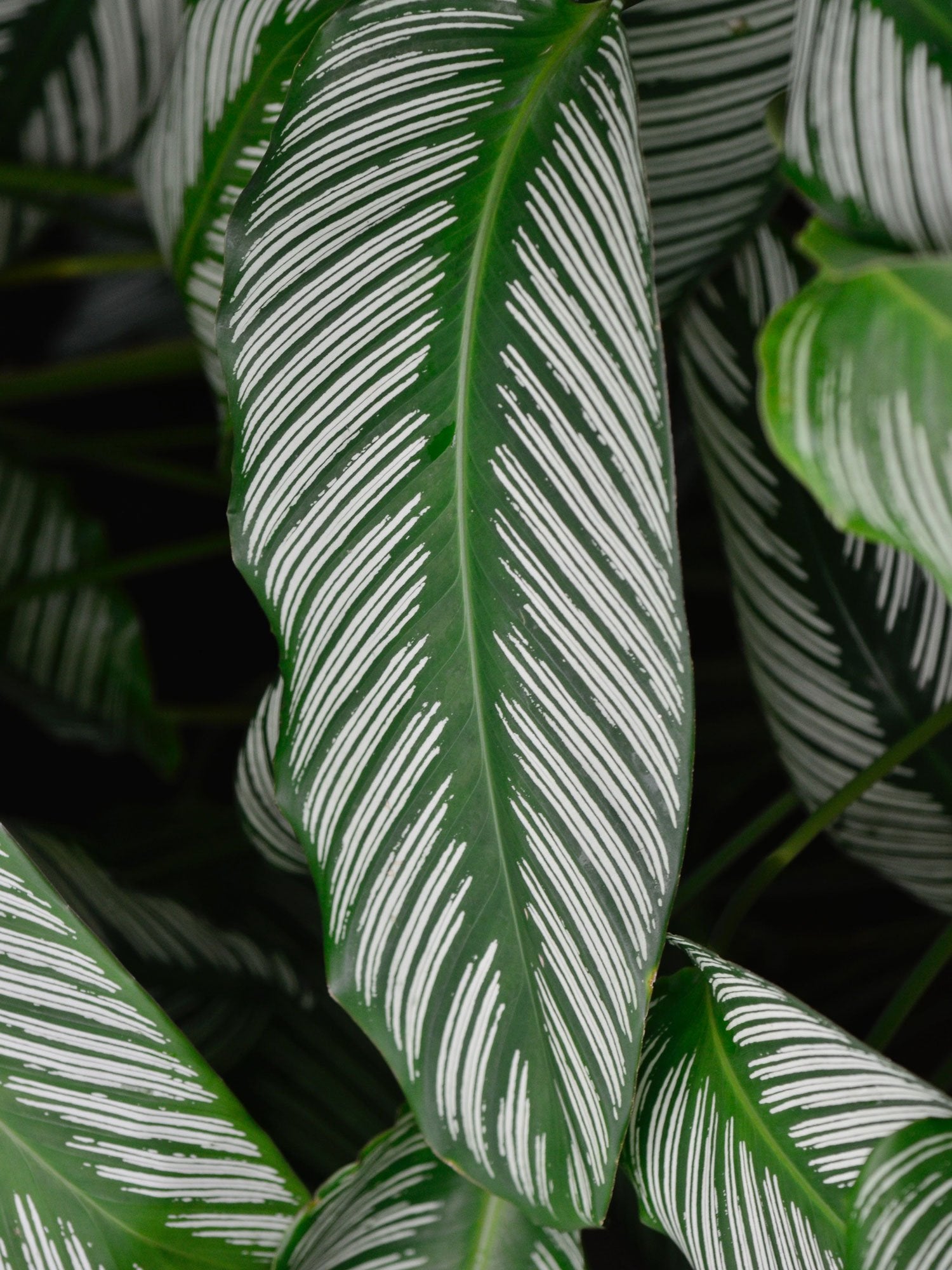Green Prayer Plant (Calathea spp.)