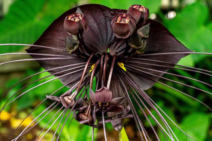 Black Bat Plant (Tacca chantrieri) - Ladybird Nursery