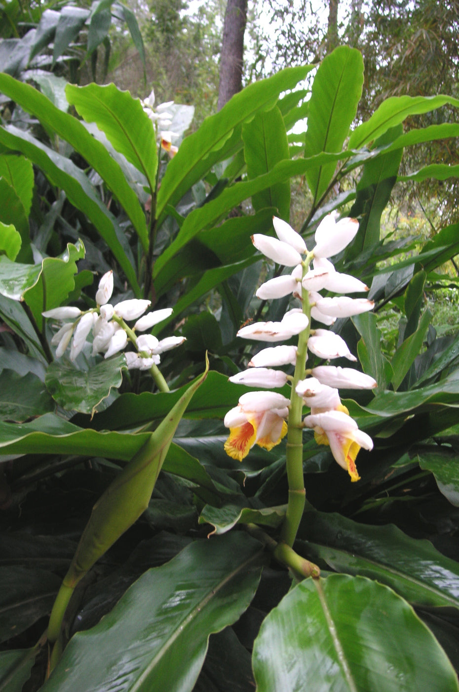 False Cardamom Ginger Cardomom (Alpinia mutica)