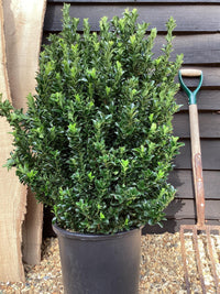 Green Rocket Spindle (Euonymus japonicus)