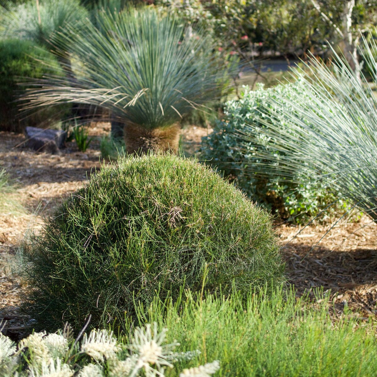 Green Wave (Casuarina glauca) - Ladybird Nursery