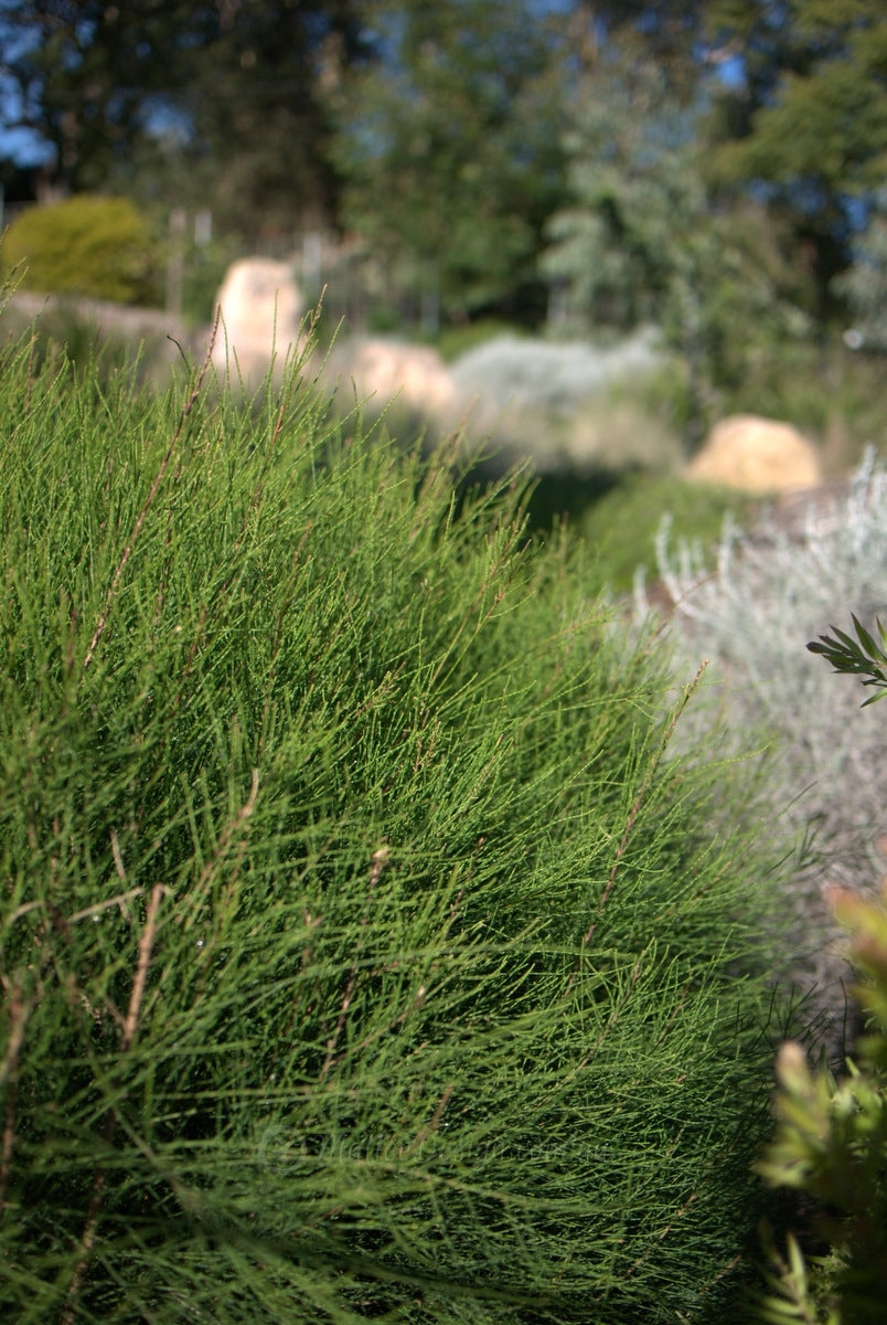 Green Wave Greenwave (Casuarina glauca)