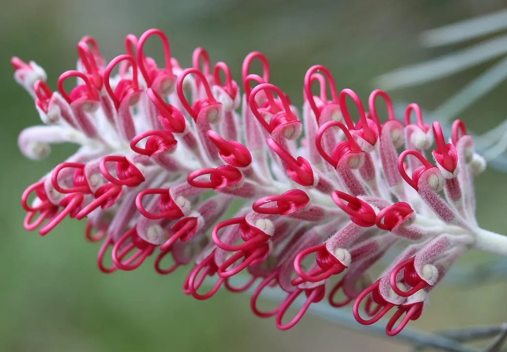 Grevillea (Grevillea Bloodline)