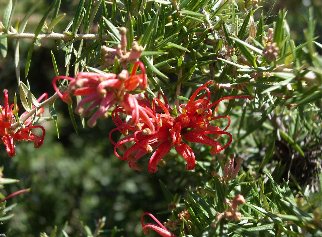 Grevillea Allyn Radiance - Ladybird Nursery