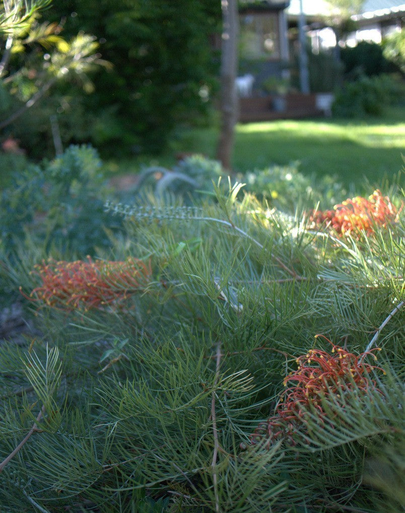 Grevillea 'Amber Blaze'