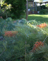 Grevillea 'Amber Blaze'