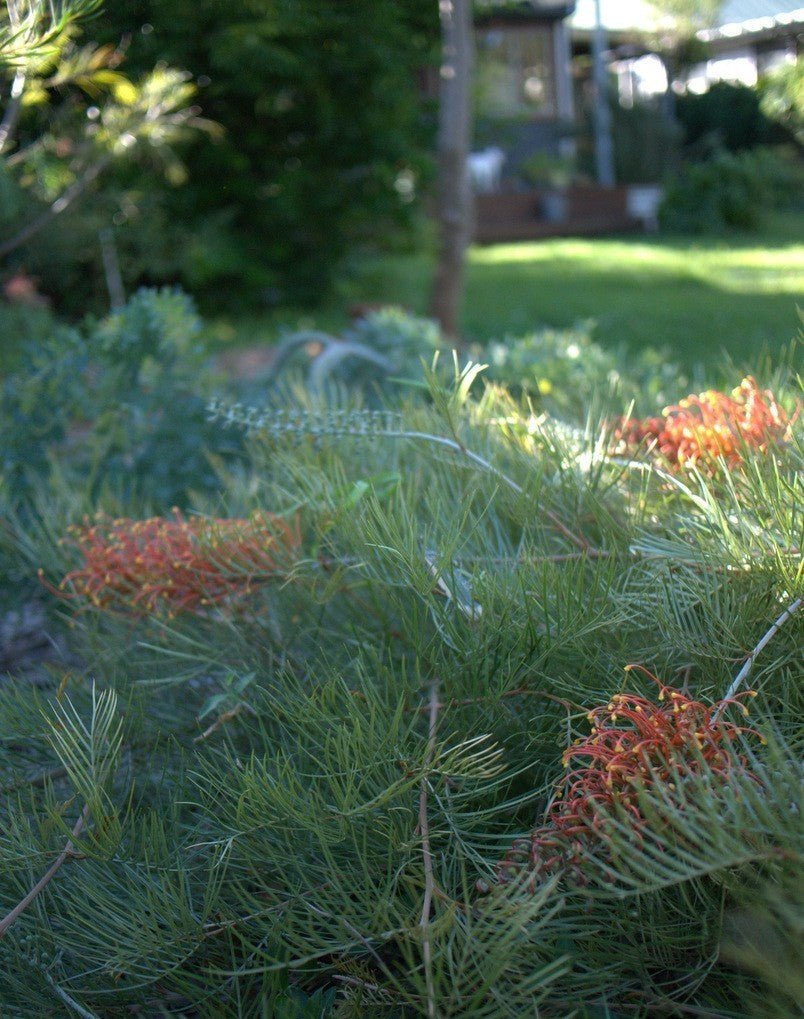 Grevillea 'Amber Blaze' - Ladybird Nursery