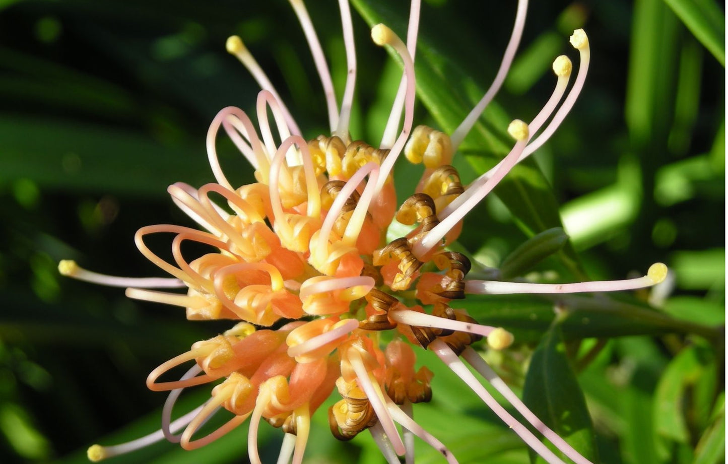 Grevillea 'Apricot Glow'