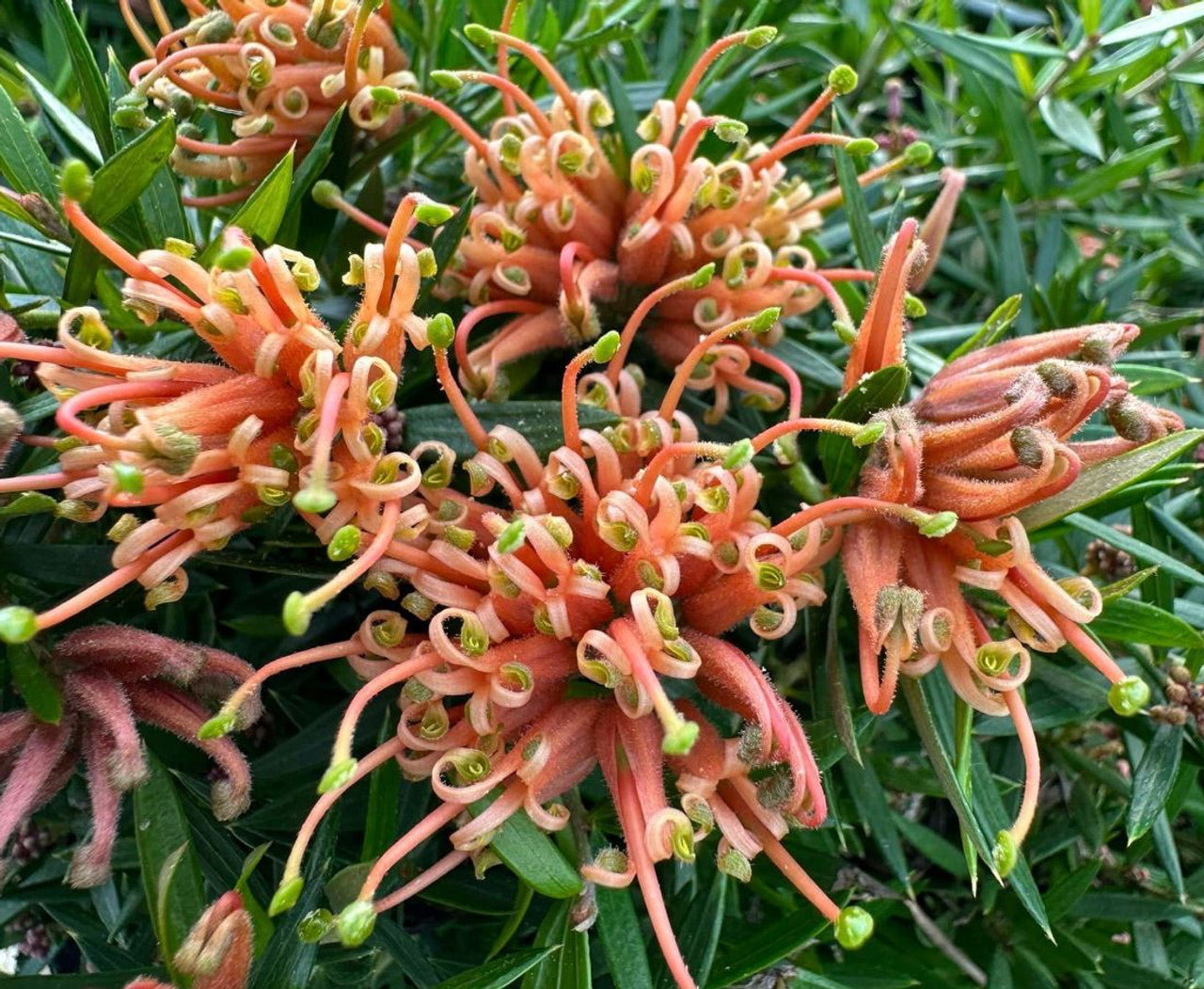Grevillea 'Apricot Tingle'