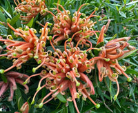 Grevillea 'Apricot Tingle'