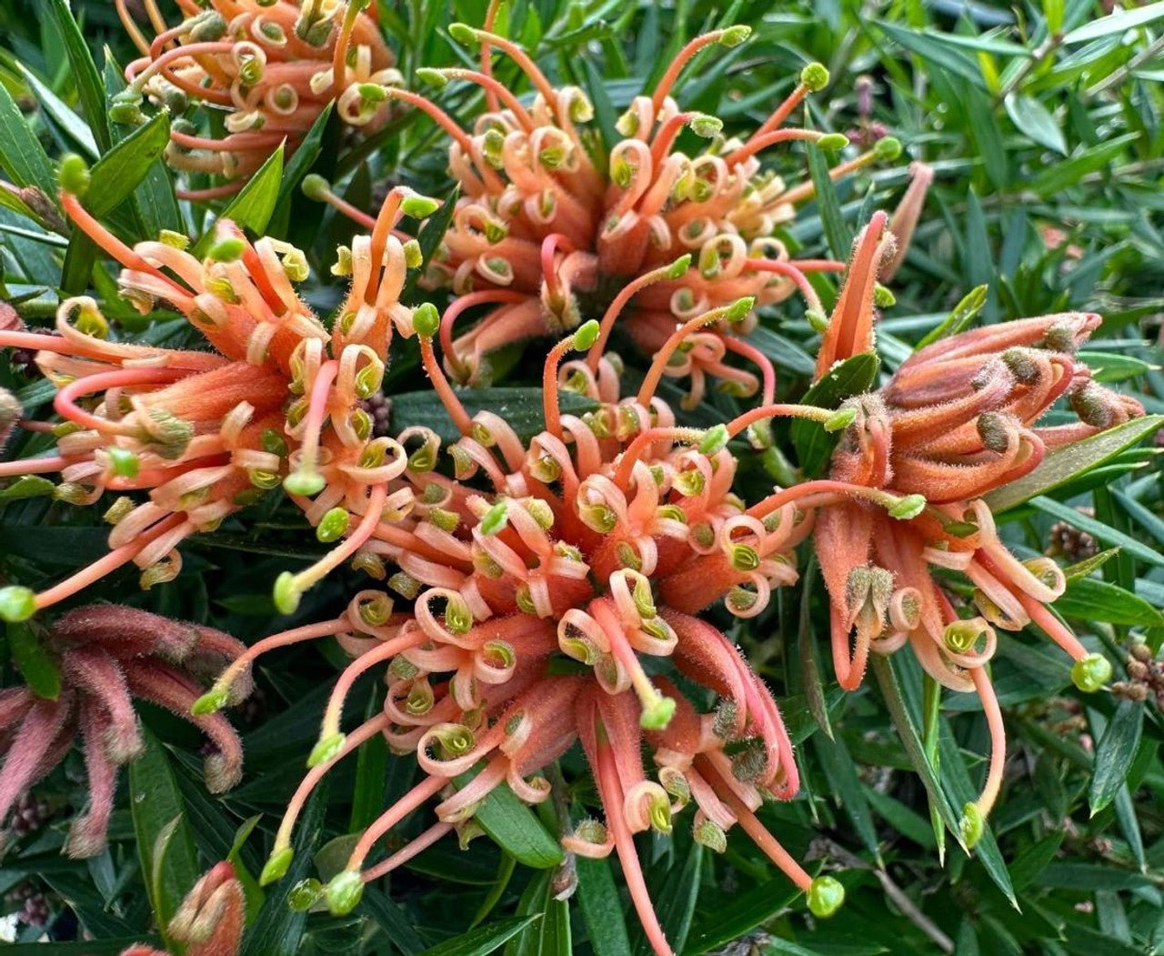 Grevillea 'Apricot Tingle' - Ladybird Nursery