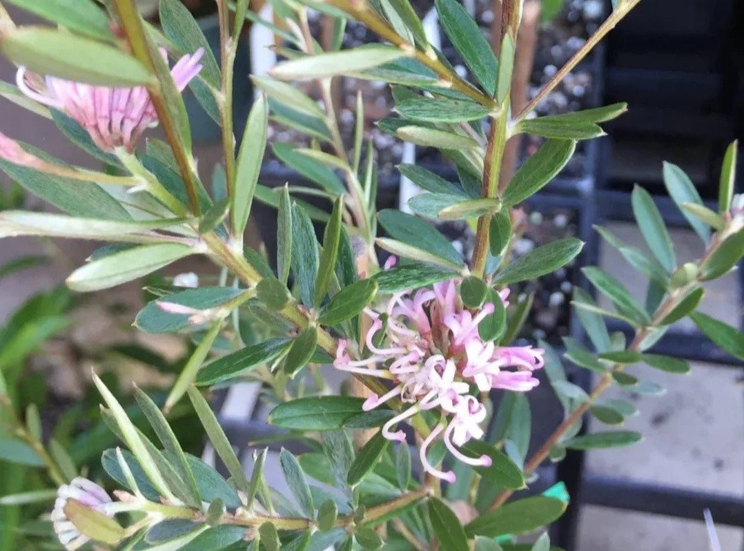 Grevillea Assorted (Grevillea spp.) - Ladybird Nursery