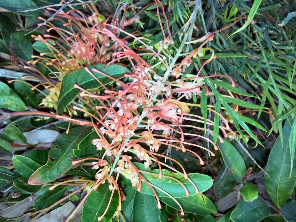 Grevillea Autumn Waterfall
