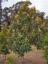 Grevillea baileyana - Ladybird Nursery