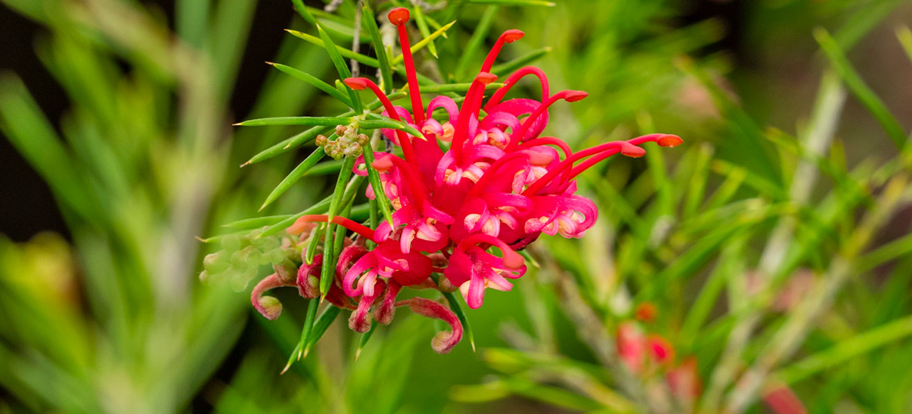 Grevillea Big Red