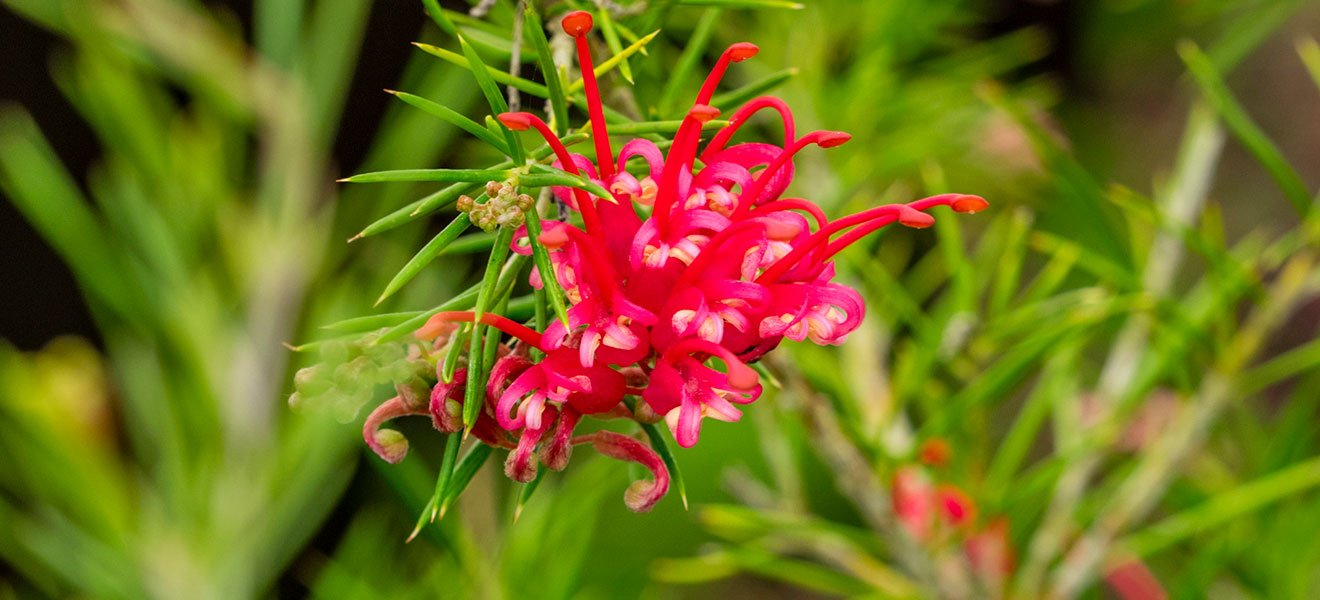 Grevillea Big Red - Ladybird Nursery