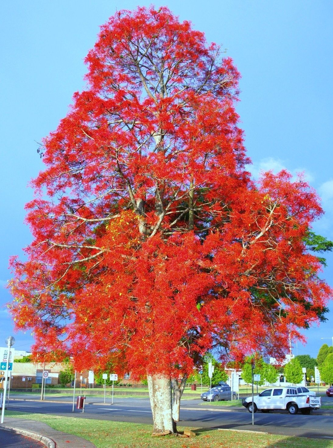 Illawarra Flame Tree (Brachychiton acerifolius) PICK UP ONLY