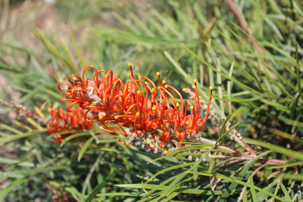 Grevillea Birdsong