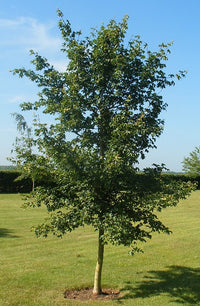 Field Maple (Acer campestre)
