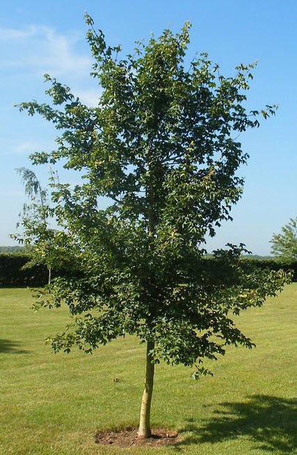 Field Maple (Acer campestre) - Ladybird Nursery