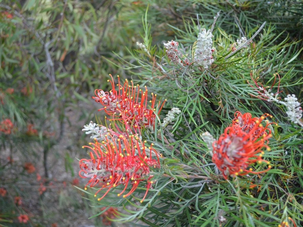 Grevillea Blood Orange (large) 200mm - Ladybird Nursery